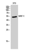 NRF-1 rabbit pAb