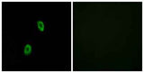 Olfactory receptor 1D2 rabbit pAb