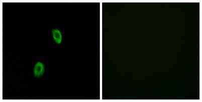 Olfactory receptor 1D2 rabbit pAb