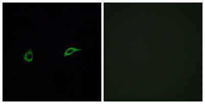 Olfactory receptor 2C1 rabbit pAb
