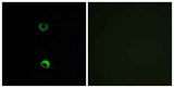 Olfactory receptor 3A2 rabbit pAb