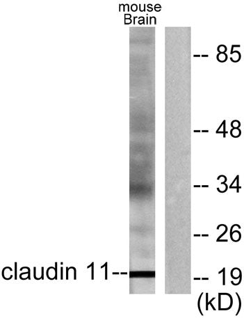 Claudin-11 rabbit pAb 50µL/100µL