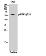 PAKγ (phospho Ser20) rabbit pAb