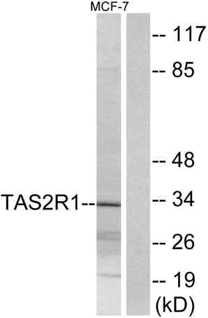 T2R1 rabbit pAb