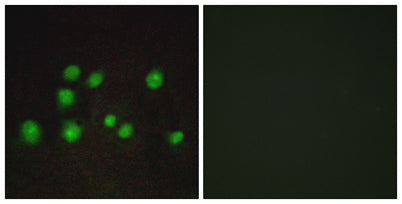 Elongin A2/3 rabbit pAb 50µL/100µL
