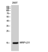 MRP-L51 rabbit pAb