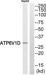 V-ATPase D rabbit pAb 50µL/100µL