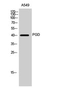 PGD rabbit pAb 50µL/100µL