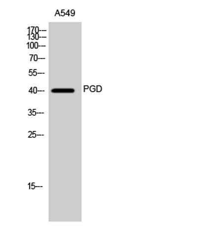 PGD rabbit pAb 50µL/100µL