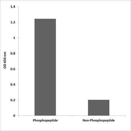 PI 3-kinase p85β (phospho Tyr464) rabbit pAb