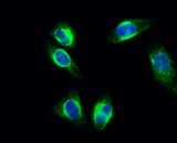 cPLA2 (phospho Ser505) rabbit pAb 50µL/100µL