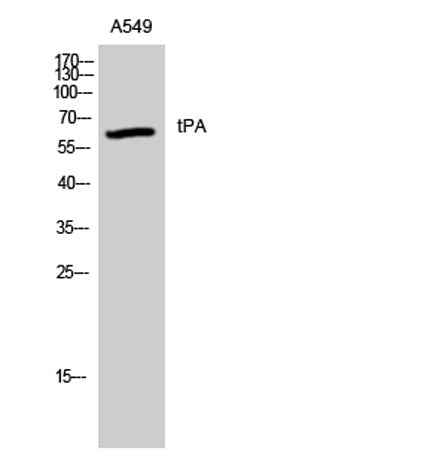 tPA rabbit pAb
