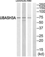 TULA rabbit pAb