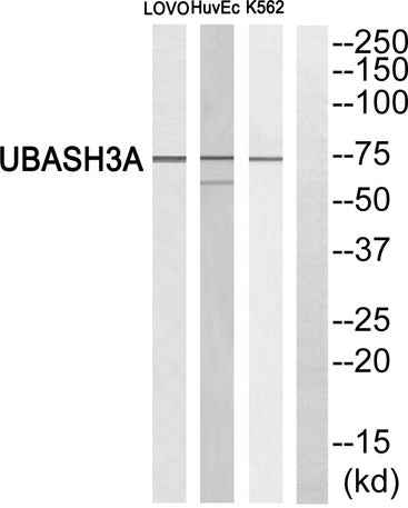 TULA rabbit pAb