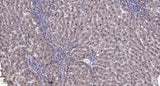 PC-PLD1 (phospho Thr147) rabbit pAb 50µL/100µL