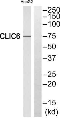 CLIC6 rabbit pAb