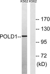 DNA pol δ cat rabbit pAb