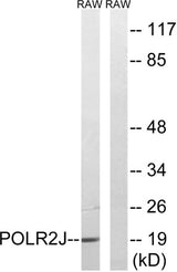 POLR2J1 rabbit pAb 50µL/100µL