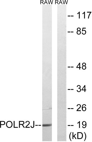 POLR2J1 rabbit pAb 50µL/100µL