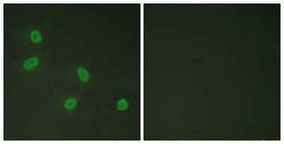 TRAP220 (phospho Thr1457) rabbit pAb