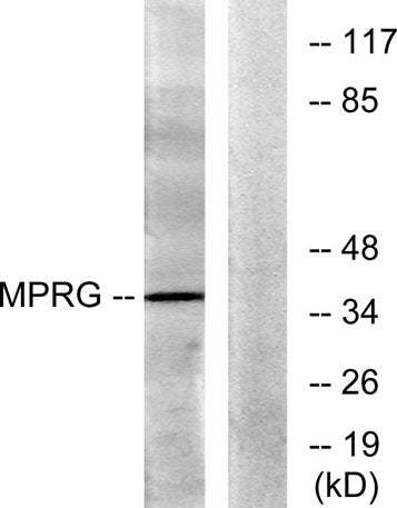 mPRγ rabbit pAb 50µL/100µL
