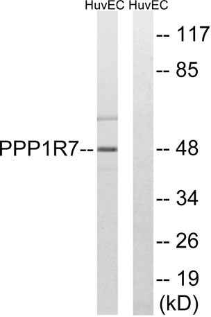 Sds22 rabbit pAb