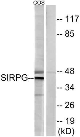CD172g rabbit pAb