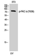 PKC α (phospho Thr638) rabbit pAb