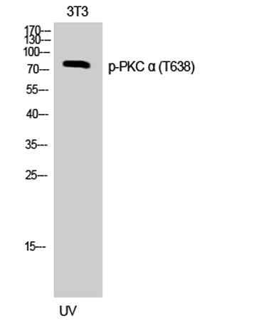 PKC α (phospho Thr638) rabbit pAb