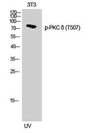 PKC δ (phospho Thr507) rabbit pAb