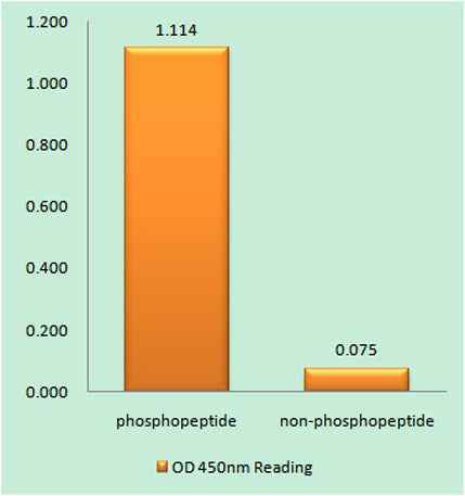 PKC ε (phospho Ser729) rabbit pAb