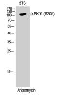 PKD1 (phospho Ser205) rabbit pAb 50µL/100µL