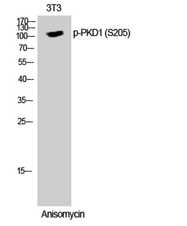 PKD1 (phospho Ser205) rabbit pAb 50µL/100µL
