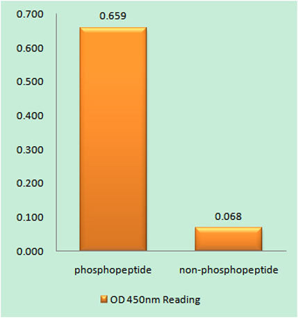 DNA-PKCS (phospho Thr2638) rabbit pAb 50µL/100µL