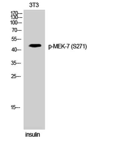 MEK-7 (phospho Ser271) rabbit pAb