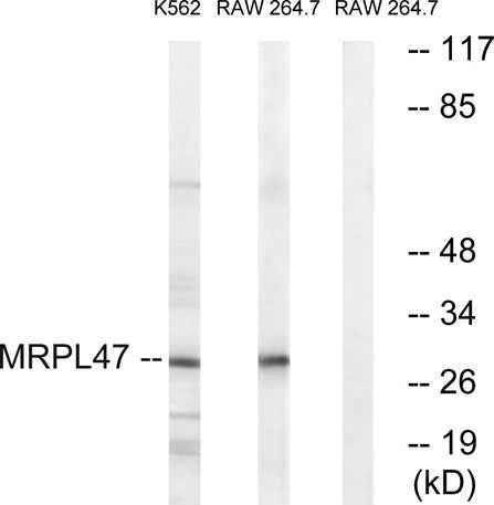 MRP-L47 rabbit pAb