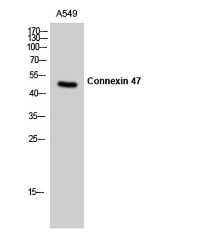 Connexin 47 rabbit pAb 50µL/100µL