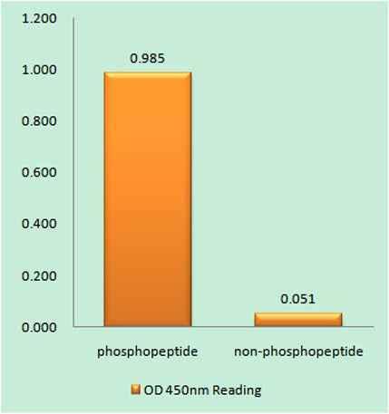 Bad (phospho Ser134) rabbit pAb