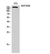 BAF250b rabbit pAb 50µL/100µL