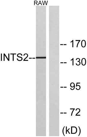 INTS2 rabbit pAb