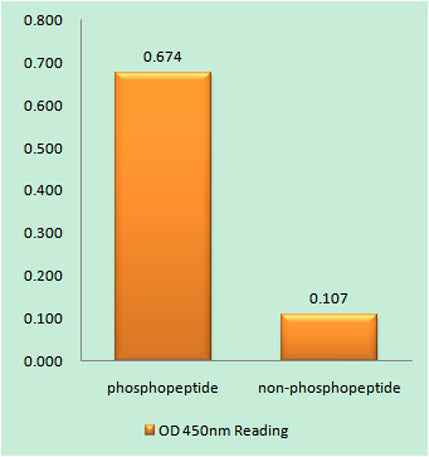SH-PTP1 (phospho Tyr564) rabbit pAb