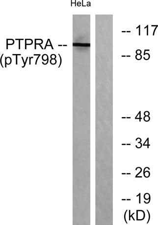 PTPα (phospho Tyr798) rabbit pAb