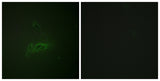 CD45 (phospho Ser1007) rabbit pAb 50µL/100µL