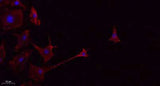 CD45 rabbit pAb