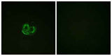 Actin-α/γ rabbit pAb