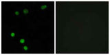 TP53INP2 rabbit pAb
