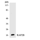 Rap 2B rabbit pAb