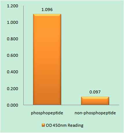 Rb (phospho Thr821) rabbit pAb