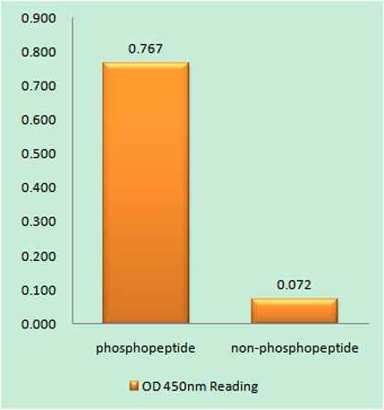 Bcl-2 (phospho Thr69) rabbit pAb