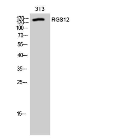 RGS12 rabbit pAb 50µL/100µL